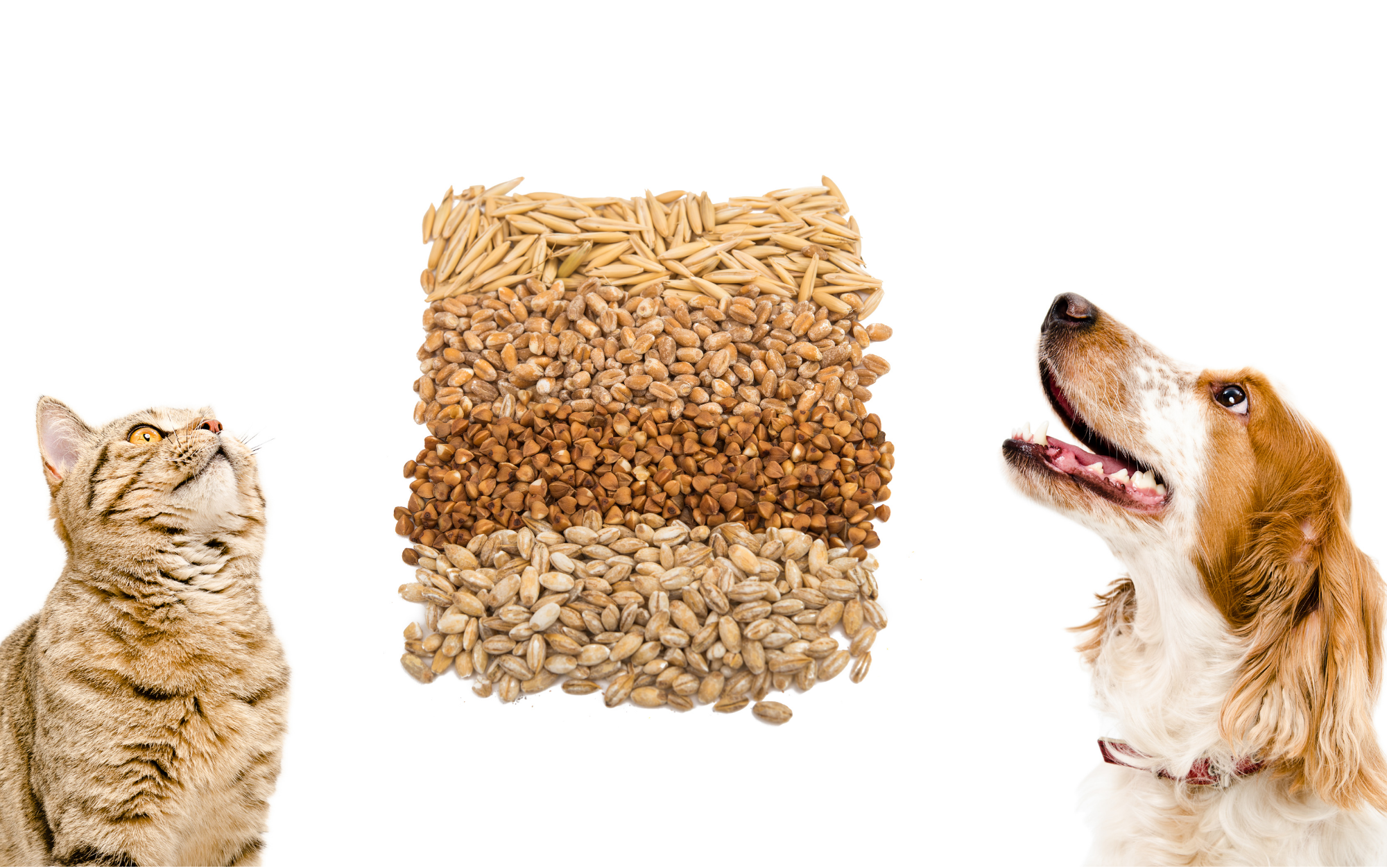 Alimenti Low Grain per cani e gatti